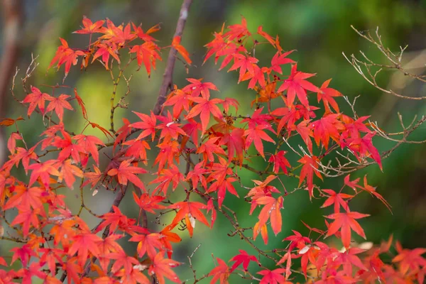 Czerwony klon liści lub spadek liści z gałęzi w kolorowe autum — Zdjęcie stockowe