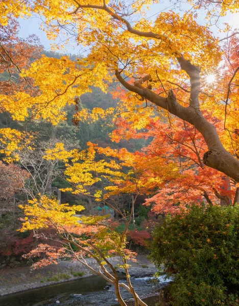 Feuilles d'érable rouges ou feuillage d'automne avec branches dans l'autum coloré — Photo