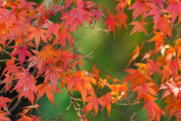 Czerwony klon liści lub spadek liści z gałęzi w kolorowe autum — Zdjęcie stockowe
