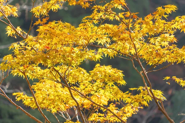 Red maple leaves or fall foliage with branches in colorful autum