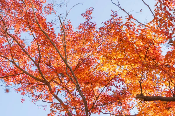Red maple leaves or fall foliage with branches in colorful autum