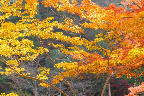 Foglie di acero rosso o fogliame autunnale con rami colorati — Foto Stock