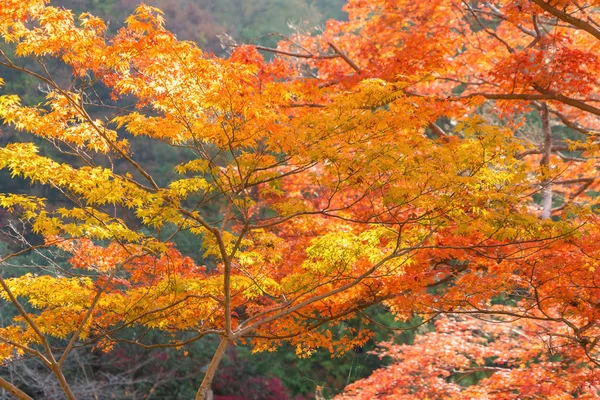 Red maple leaves or fall foliage with branches in colorful autum — 스톡 사진