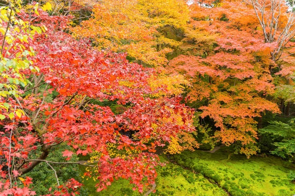 Hojas de arce rojo o follaje de otoño con ramas en autum colorido — Foto de Stock