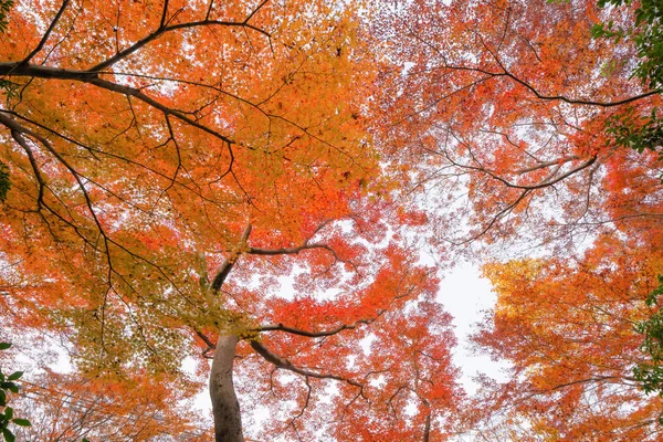 Red maple leaves or fall foliage with branches in colorful autum