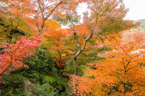 Красные кленовые листья или осенняя листва с ветвями в красочной осени — стоковое фото