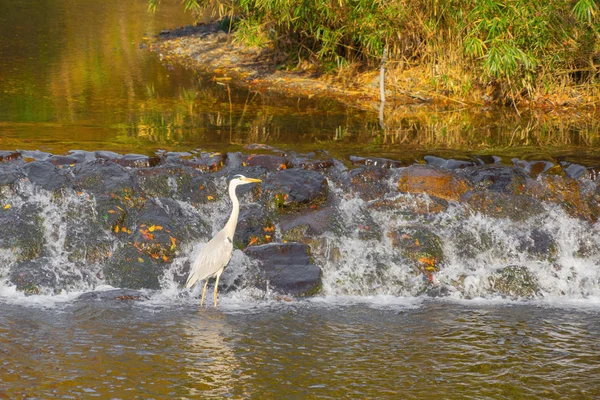 Suya yakın kanatları olan uzun gagalı vahşi bir kuşa yaklaş. — Stok fotoğraf