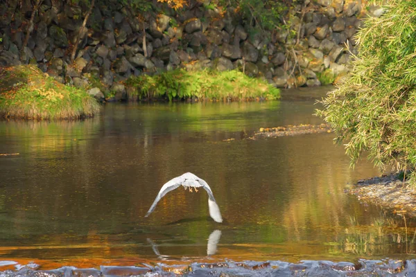 Nahaufnahme eines wilden weißen Langschnabelvogels mit Flügeln in der Nähe von waterfal — Stockfoto
