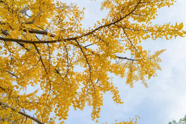 Red maple leaves or fall foliage with branches in colorful autum