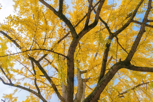 Red maple leaves or fall foliage with branches in colorful autum