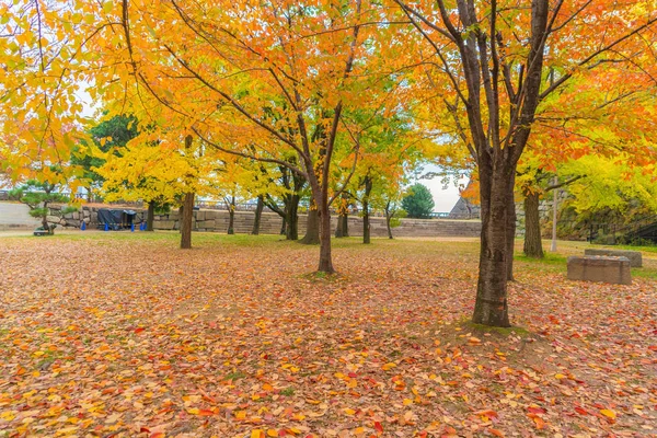 Red maple leaves or fall foliage with branches in colorful autum