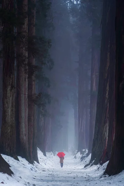 Mulher Segurando Guarda Chuva Vermelho Com Cedro Gigante Árvores Floresta — Fotografia de Stock