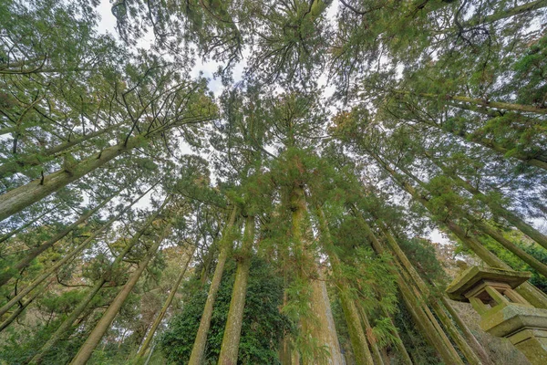 Japanese Giant Cedar Trees in Forest. Tall trees at Arashiyama in travel holidays vacation trip outdoors in Japan. Tall trees in natural park. Nature landscape background.