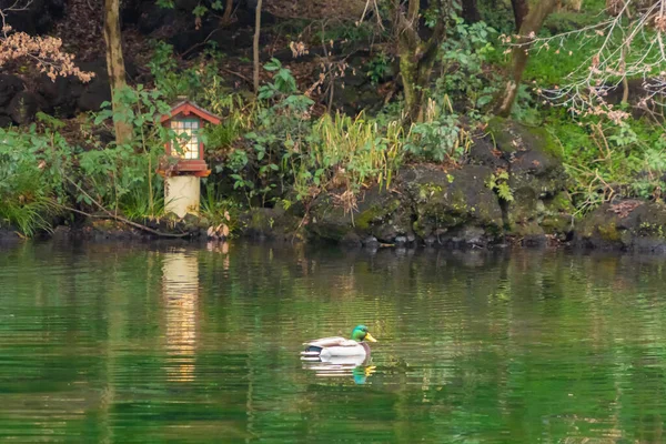 Japonya Nagano Bir Gölette Kanatlı Japon Ördeği Drake Yakın Durun — Stok fotoğraf