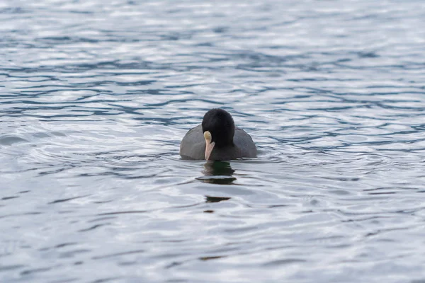 Japonya Nagano Bir Gölette Kanatlı Japon Ördeği Drake Yakın Durun — Stok fotoğraf