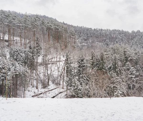 White snow with forest trees on mountain hill in winter season in Fujiyoshida town, Kawaguchiko, Yamanashi, Japan. Nature landscape background.