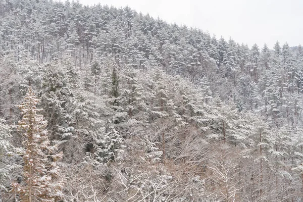 Japonya Nın Başkenti Kawaguchiko Kış Mevsiminde Fujiyoshida Kasabasında Orman Ağaçlarıyla — Stok fotoğraf