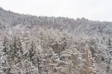 Japonya 'nın başkenti Kawaguchiko' da kış mevsiminde, Fujiyoshida kasabasında orman ağaçlarıyla kaplı beyaz kar. Doğa manzarası arka planı.