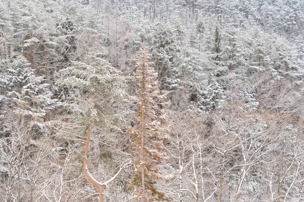 Fehér Erdő Fák Hegyi Dombon Téli Szezonban Fujiyoshida Város Kawaguchiko — Stock Fotó
