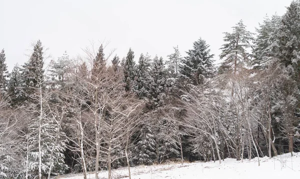 White snow with forest trees on mountain hill in winter season in Fujiyoshida town, Kawaguchiko, Yamanashi, Japan. Nature landscape background.