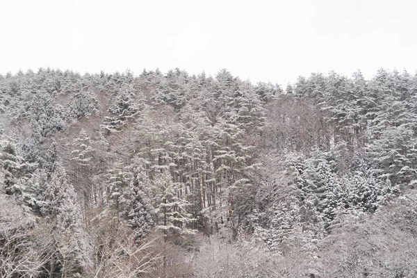 Weißer Schnee Mit Waldbäumen Auf Einem Berg Der Wintersaison Der — Stockfoto