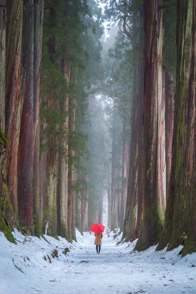 Karlı Sisli Doğal Ormanlarda Dev Sedir Ağaçlarıyla Kırmızı Şemsiye Tutan — Stok fotoğraf
