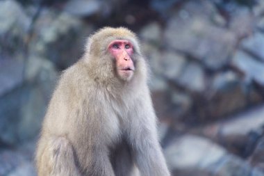 Jigokudani Maymun Parkı, Shimotakai Bölgesi, Nagano, Japonya 'da kaplıcalı Japon kar maymunu veya Macaque. Vahşi yaşam hayvanı..