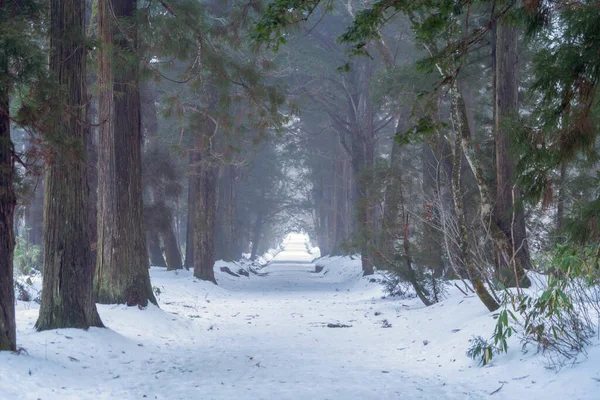 White snow with forest trees on mountain hill in winter season in Fujiyoshida town, Kawaguchiko, Yamanashi, Japan. Nature landscape background.