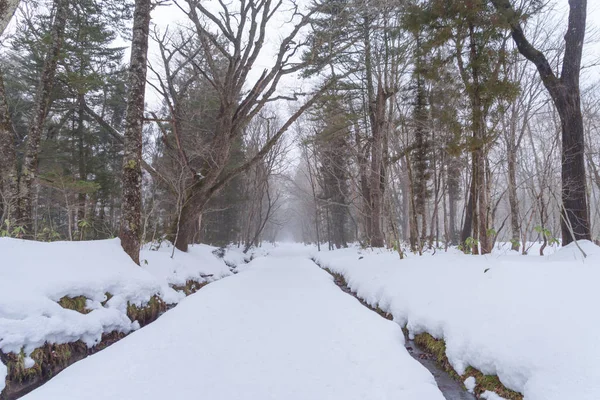 Белый Снег Лесными Деревьями Горном Холме Зимний Сезон Городе Фудзиёсида — стоковое фото