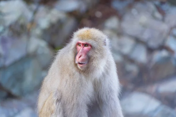 日本长野市岛田县九谷山猴公园 一只日本雪猴或带有温泉的猕猴 野生动物 — 图库照片