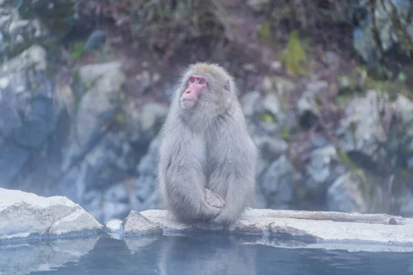 Macaco Neve Japonês Macaque Com Fonte Termal Sen Jigokudani Monkey — Fotografia de Stock