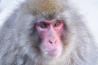Jigokudani Maymun Parkı, Shimotakai Bölgesi, Nagano, Japonya 'da kaplıcalı Japon kar maymunu veya Macaque. Vahşi yaşam hayvanı..