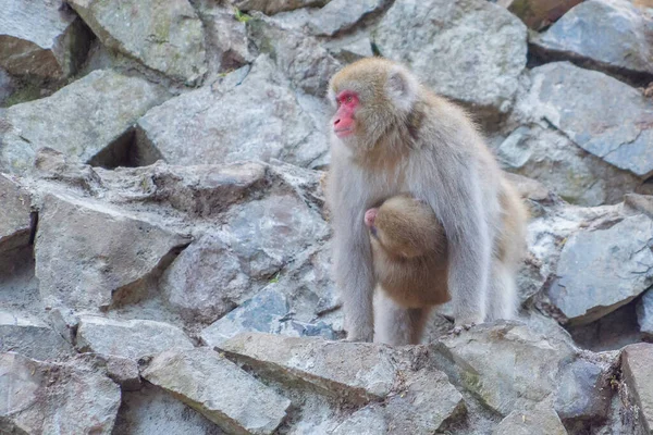 Japansk Baby Snöapa Eller Macaque Med Varm Källa Sen Jigokudani — Stockfoto
