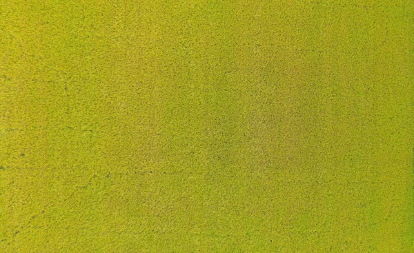 Κάθετη Κήπο Πράσινο Γρασίδι Μοτίβο Επιφάνεια Τοίχο Υφή Κοντινό Πλάνο — Φωτογραφία Αρχείου
