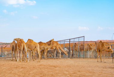 Yaz mevsiminde, Dubai 'de, Birleşik Arap Emirlikleri' nde veya BAE 'de mavi gökyüzü geçmişi olan bir grup Arap devesi ya da dromedary kumlu çöl safarisinde. Vahşi yaşam memeli hayvanı..