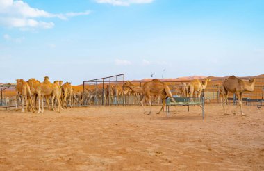 Yaz mevsiminde, Dubai 'de, Birleşik Arap Emirlikleri' nde veya BAE 'de mavi gökyüzü geçmişi olan bir grup Arap devesi ya da dromedary kumlu çöl safarisinde. Vahşi yaşam memeli hayvanı..