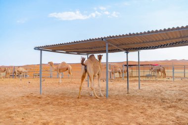 Yaz mevsiminde, Dubai 'de, Birleşik Arap Emirlikleri' nde veya BAE 'de mavi gökyüzü geçmişi olan bir grup Arap devesi ya da dromedary kumlu çöl safarisinde. Vahşi yaşam memeli hayvanı..