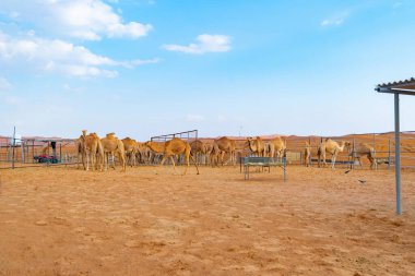 Yaz mevsiminde, Dubai 'de, Birleşik Arap Emirlikleri' nde veya BAE 'de mavi gökyüzü geçmişi olan bir grup Arap devesi ya da dromedary kumlu çöl safarisinde. Vahşi yaşam memeli hayvanı..