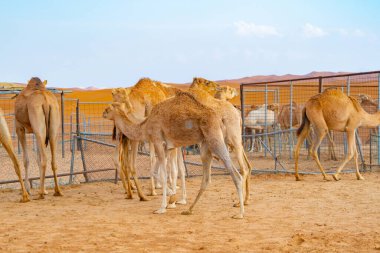 Yaz mevsiminde, Dubai 'de, Birleşik Arap Emirlikleri' nde veya BAE 'de mavi gökyüzü geçmişi olan bir grup Arap devesi ya da dromedary kumlu çöl safarisinde. Vahşi yaşam memeli hayvanı..