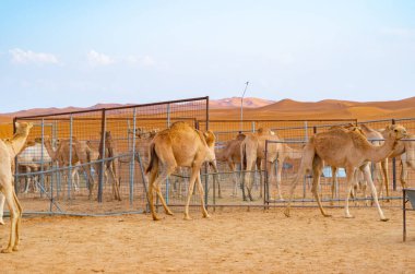 Yaz mevsiminde, Dubai 'de, Birleşik Arap Emirlikleri' nde veya BAE 'de mavi gökyüzü geçmişi olan bir grup Arap devesi ya da dromedary kumlu çöl safarisinde. Vahşi yaşam memeli hayvanı..