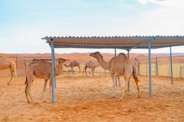 Yaz mevsiminde, Dubai 'de, Birleşik Arap Emirlikleri' nde veya BAE 'de mavi gökyüzü geçmişi olan bir grup Arap devesi ya da dromedary kumlu çöl safarisinde. Vahşi yaşam memeli hayvanı..