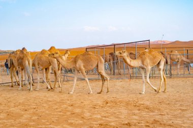 Yaz mevsiminde, Dubai 'de, Birleşik Arap Emirlikleri' nde veya BAE 'de mavi gökyüzü geçmişi olan bir grup Arap devesi ya da dromedary kumlu çöl safarisinde. Vahşi yaşam memeli hayvanı..