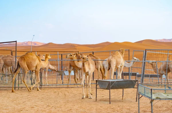 Grupo Camello Árabe Dromedario Safari Por Desierto Arena Temporada Verano — Foto de Stock