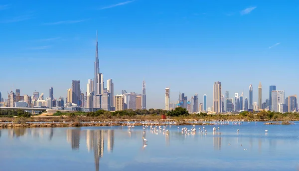 Flamingo Birds Zoo Park Dubai Downtown Skyline Blue Sky United —  Fotos de Stock