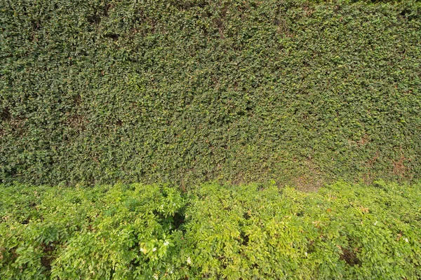 Vertikale Garten Saftig Grünen Wandmuster Oberflächenstruktur Nahaufnahme Von Außen Natürliches — Stockfoto