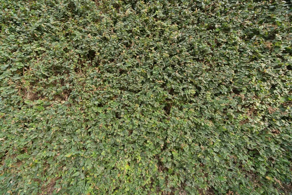 Verticale Tuin Weelderige Groene Muur Patroon Oppervlakte Textuur Close Van — Stockfoto