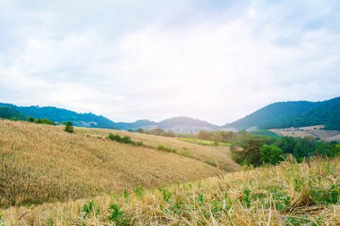 manzara orman Manzaralı