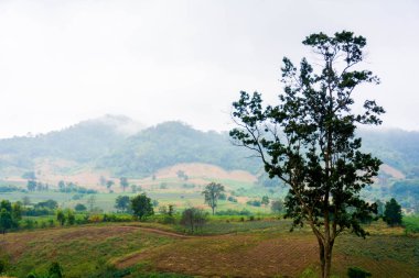 manzara orman Manzaralı