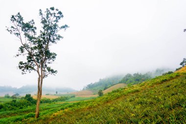 manzara orman Manzaralı 