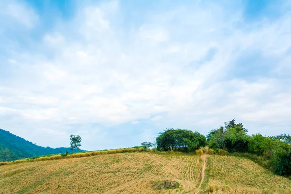 Paisagem Vista Floresta — Fotografia de Stock